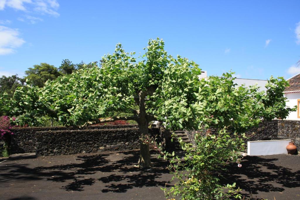 Quinta De Sao Caetano - Sao Miguel Acores Populo  Экстерьер фото